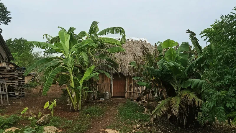 Rancho familiar, milpa y vida comunitaria en Temozón: 20260808 180413~2
