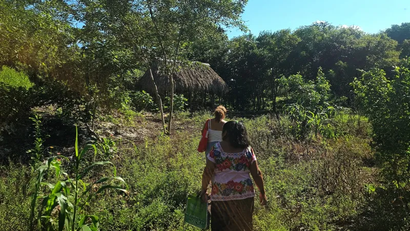 Rancho familiar, milpa y vida comunitaria en Temozón: 20260809 081842~2